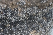 Falaise des vaches noires